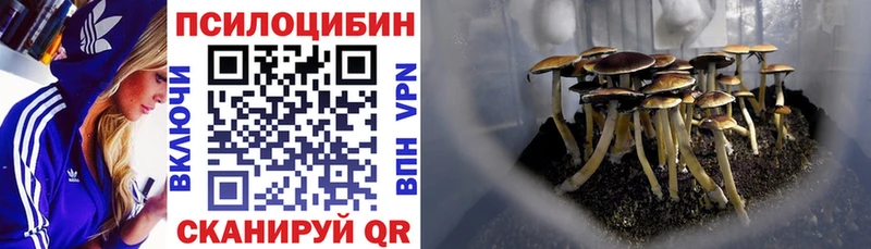 Галлюциногенные грибы Psilocybine cubensis  Биробиджан 